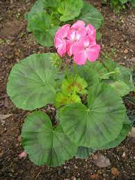 גרניום זקוף (פלרגון הגננים)